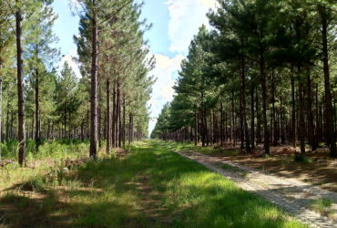 Campo Con Forestación Concepción Corrientes