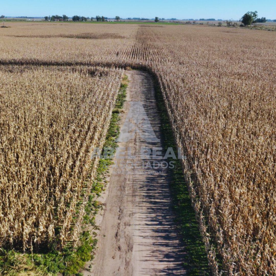 60 ha Bayauca,Prov. de Buenos Aires