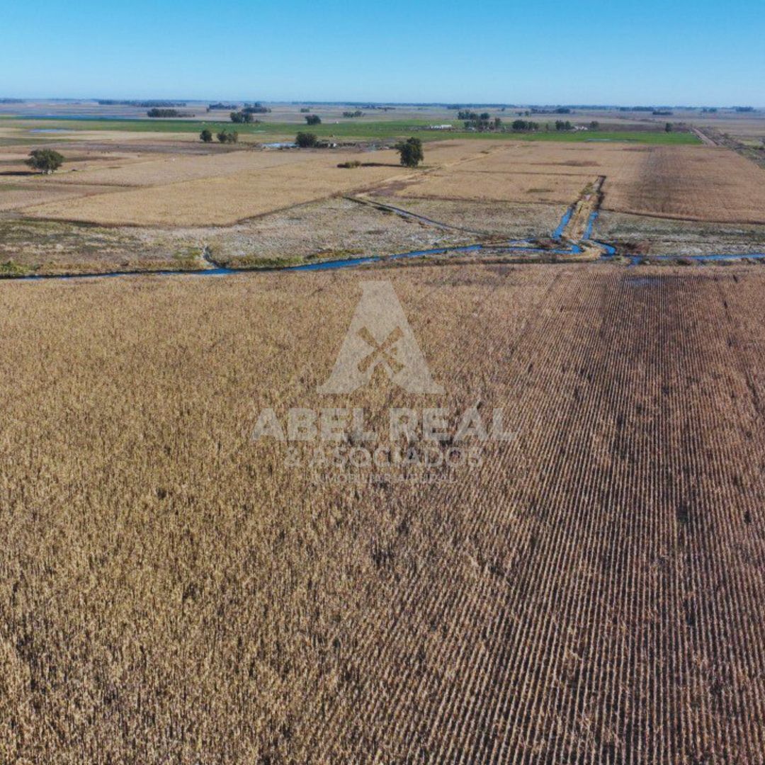 60 ha Bayauca,Prov. de Buenos Aires